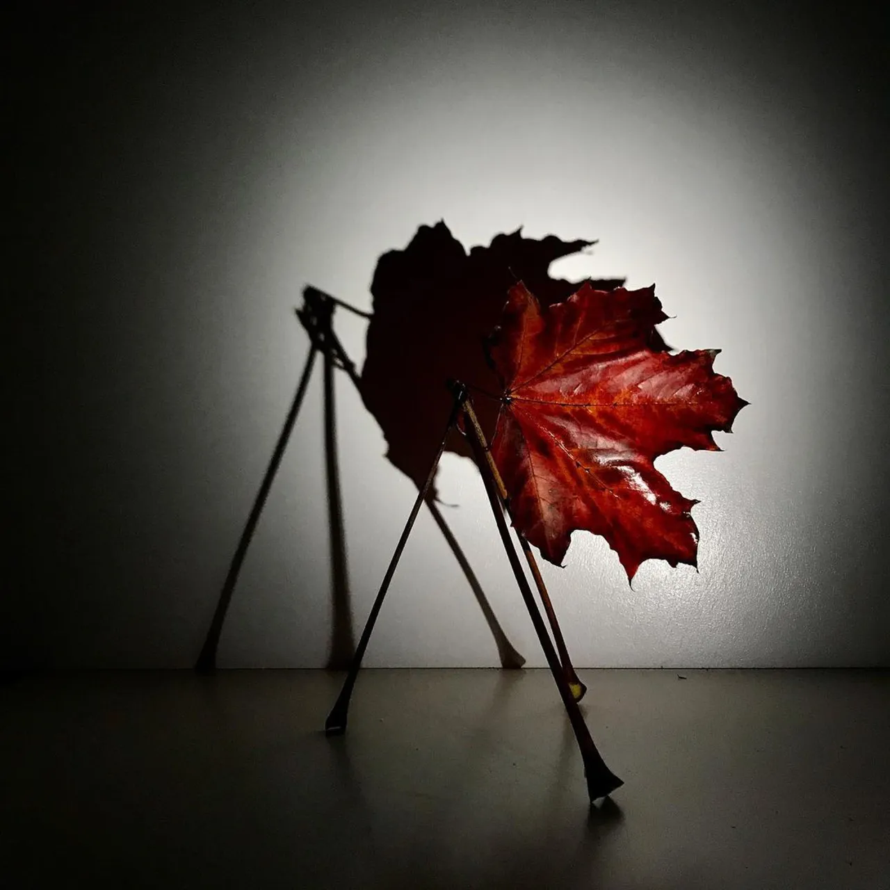 Image 13 - Autumn