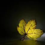 Image 19 - Autumn
