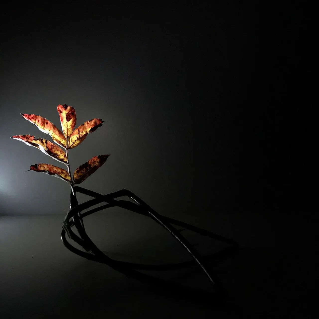 Image 3 - Autumn