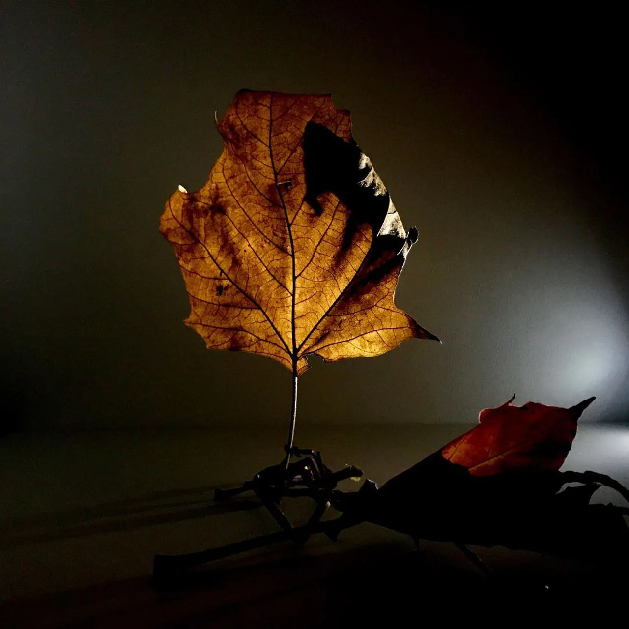 Image 34 - Autumn