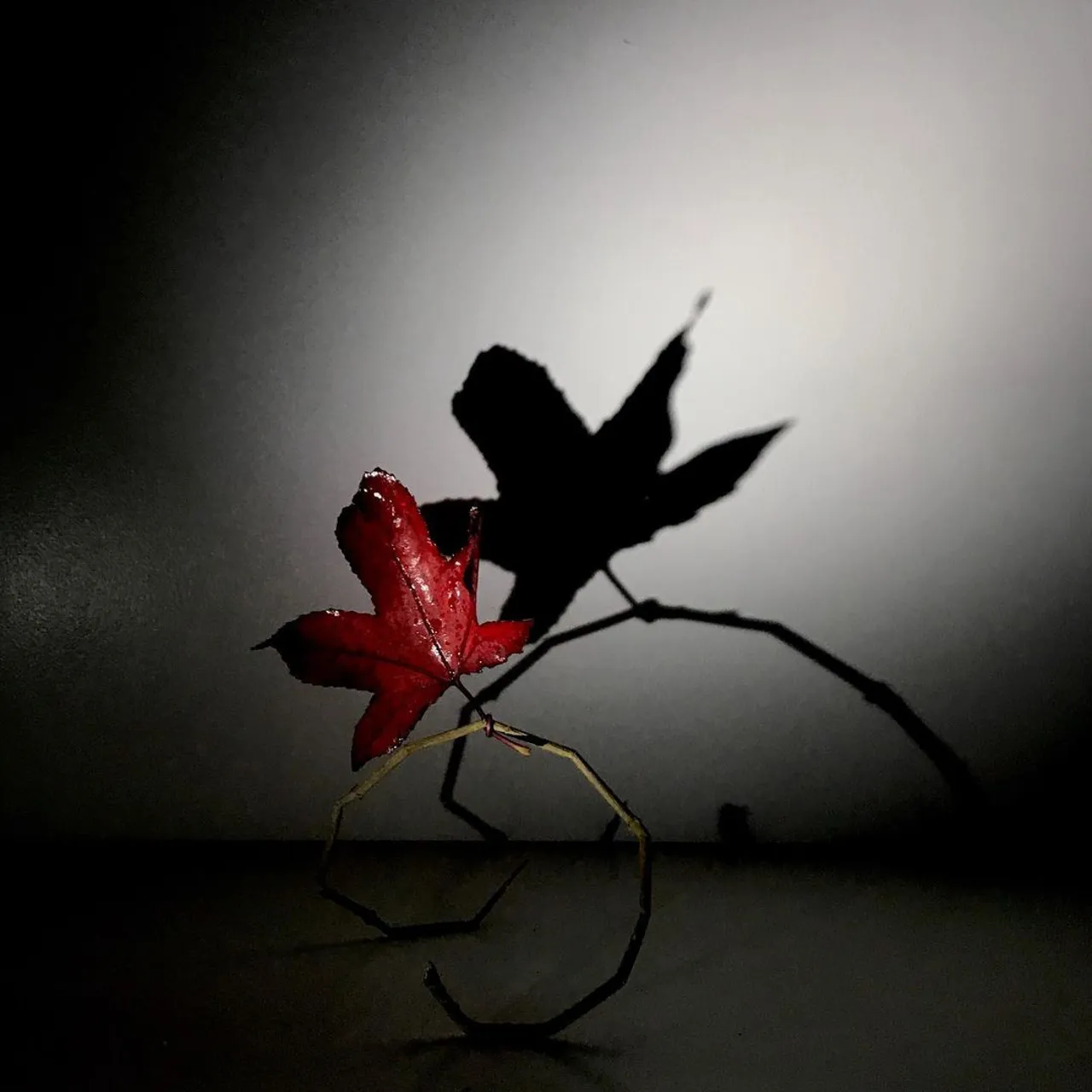 Image 38 - Autumn