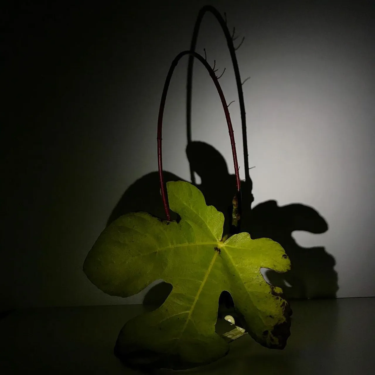 Image 8 - Autumn