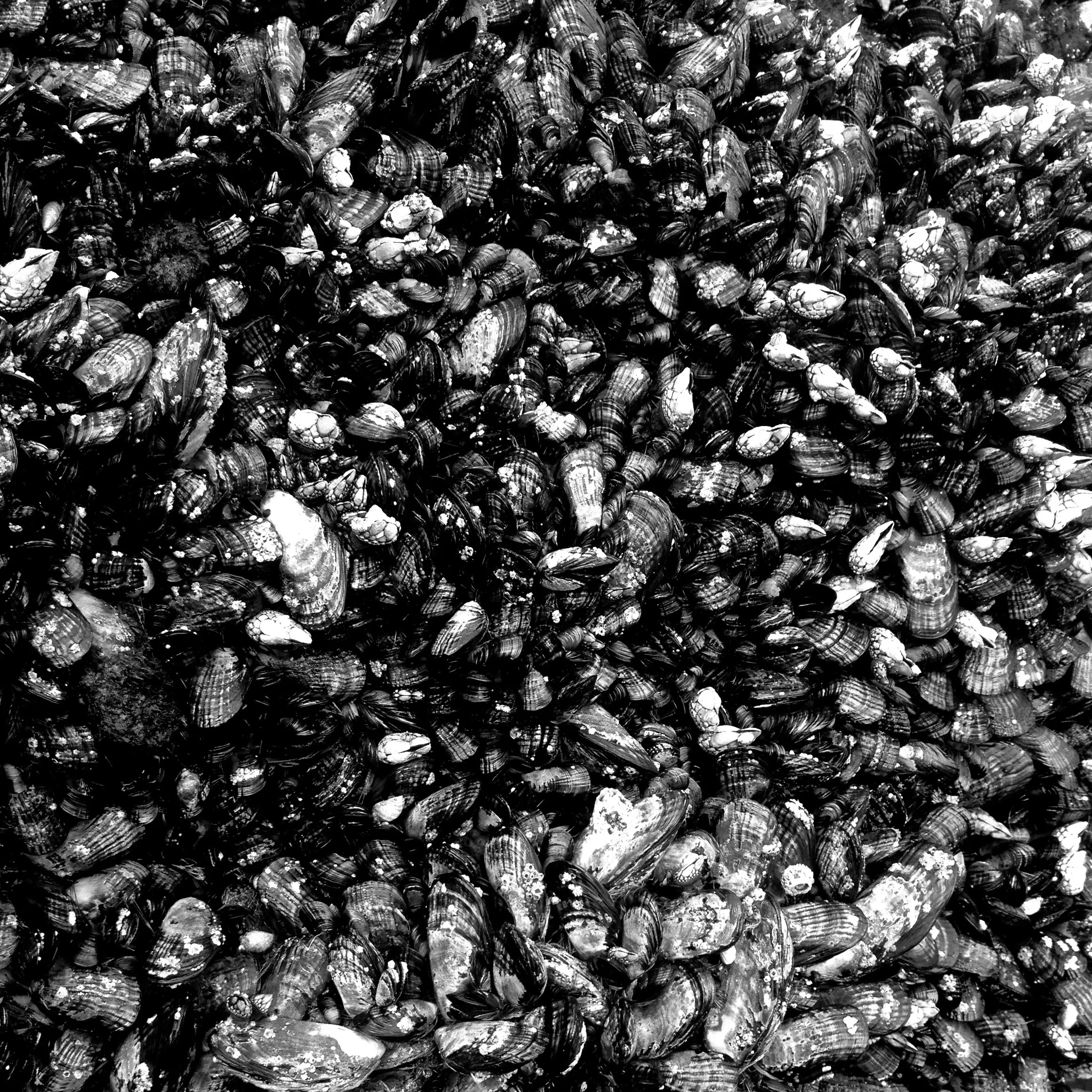 Image11 - Black & White