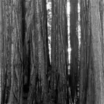Image 13 - Black & White