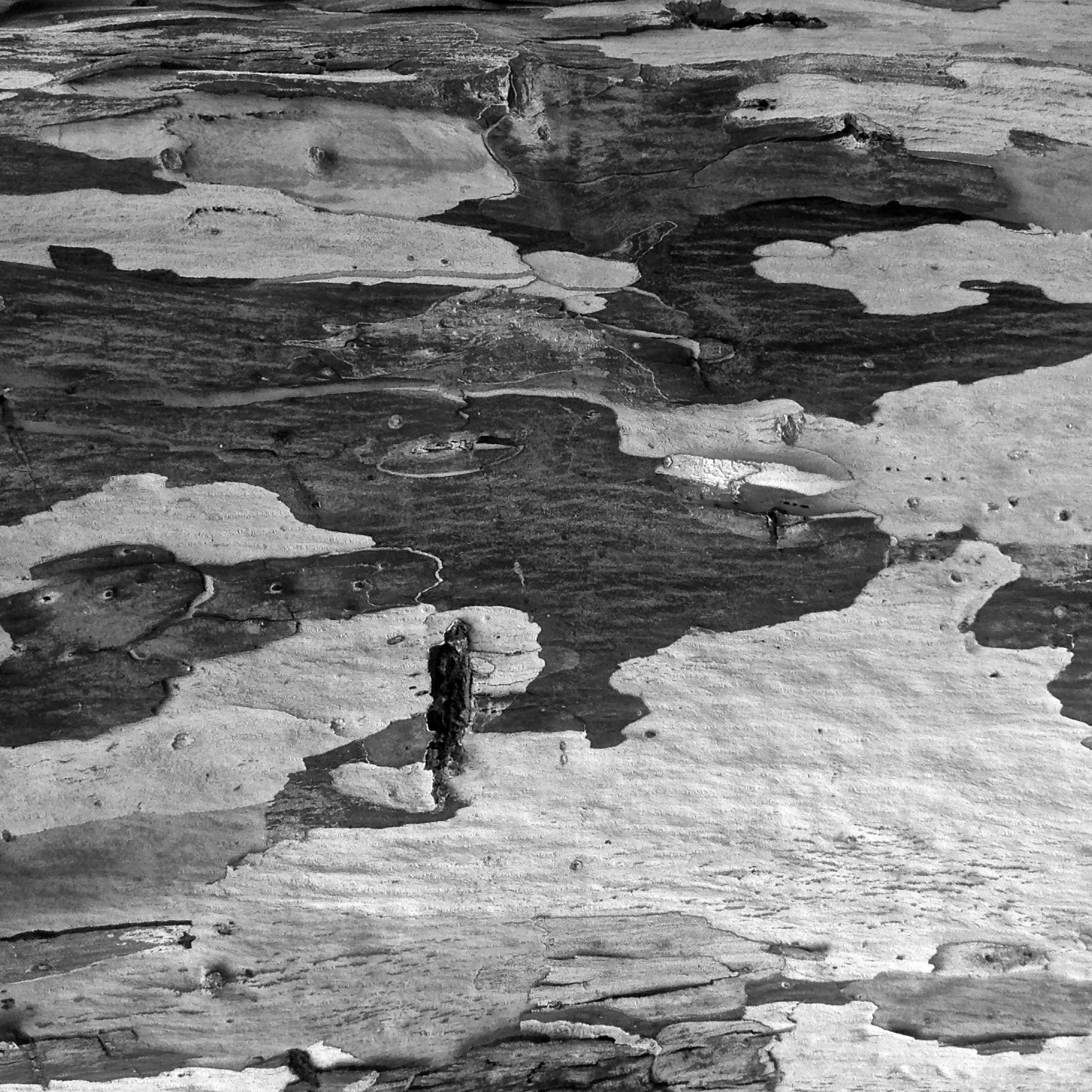 Image19 - Black & White