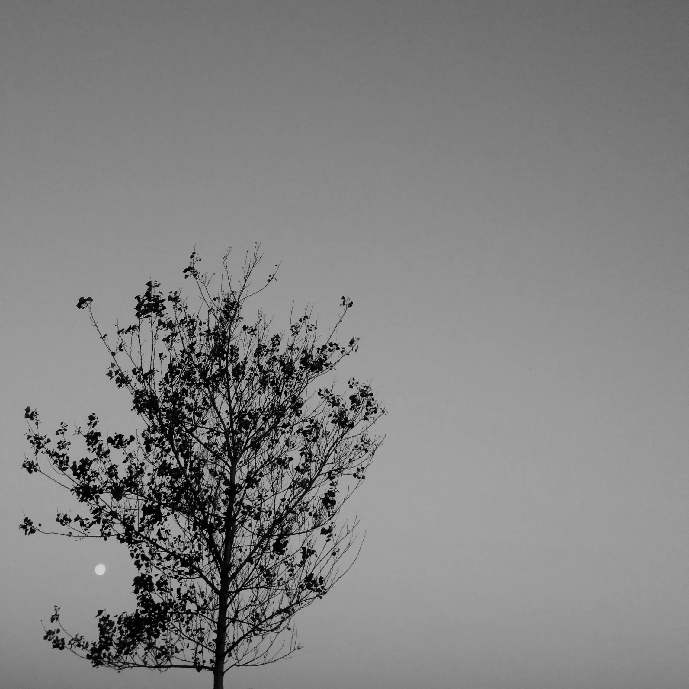 Image20 - Black & White
