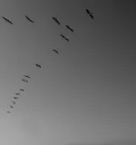 Image 21 - Black & White