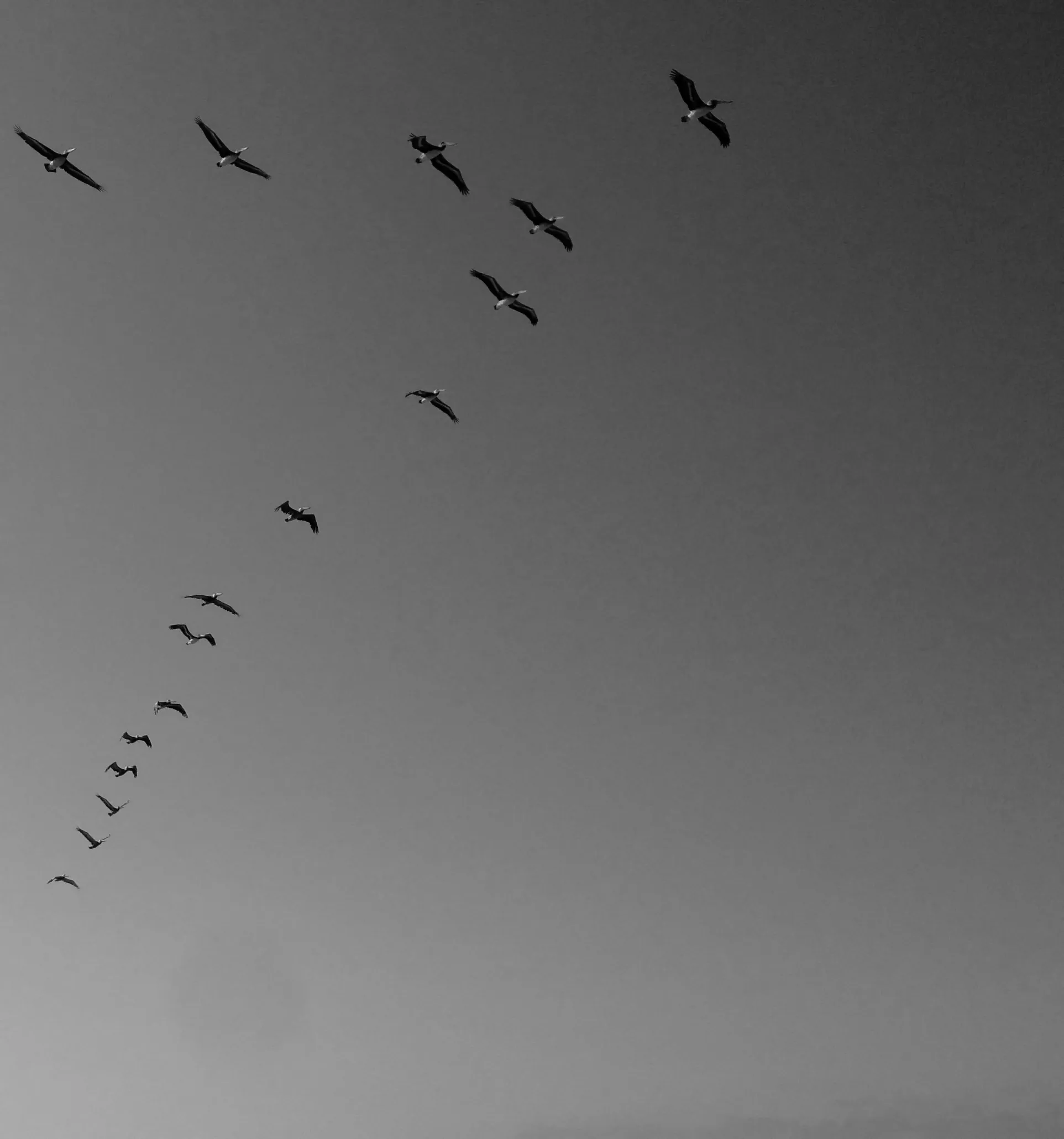 Image21 - Black & White
