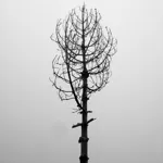 Image 23 - Black & White