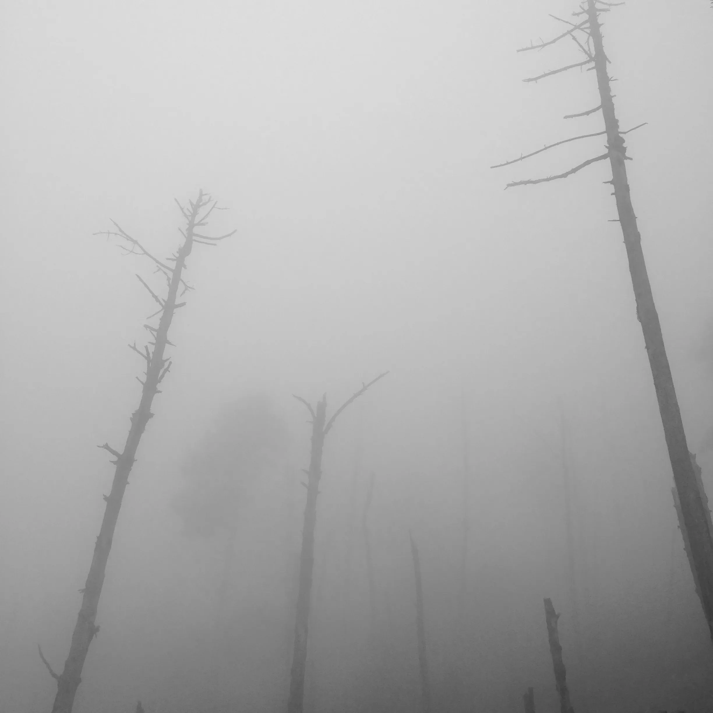 Image24 - Black & White