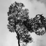 Image 3 - Black & White