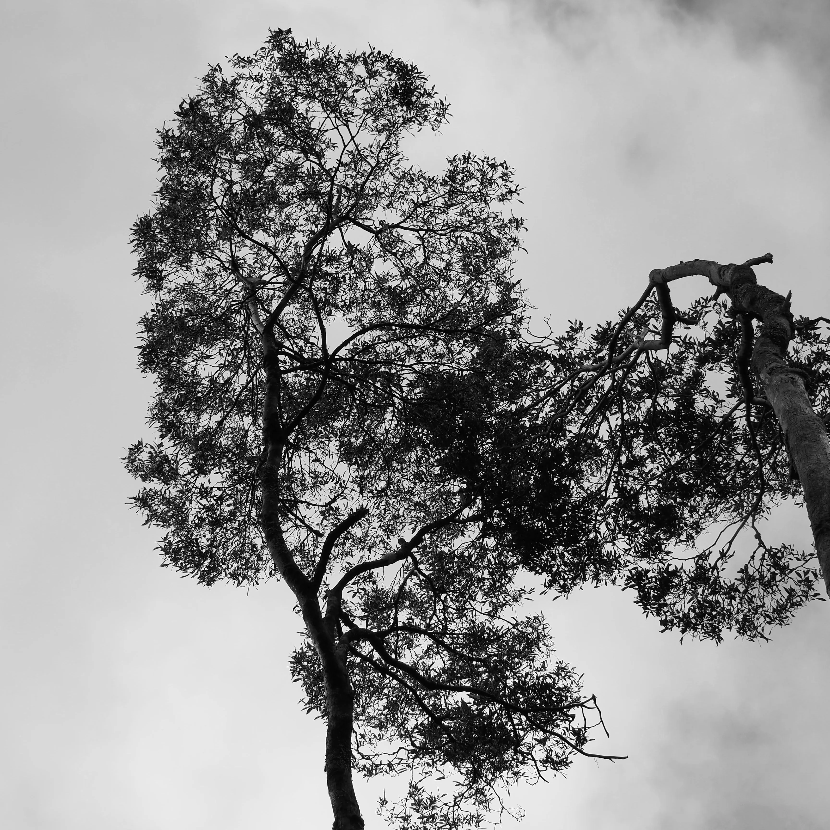 Image3 - Black & White