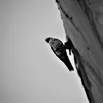 Image 32 - Black & White