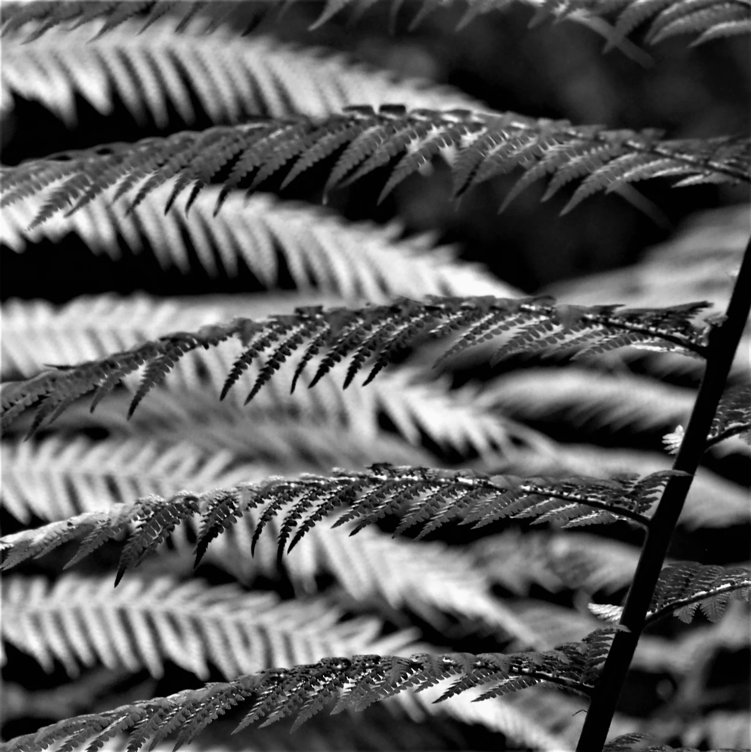 Image34 - Black & White