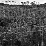 Image 35 - Black & White