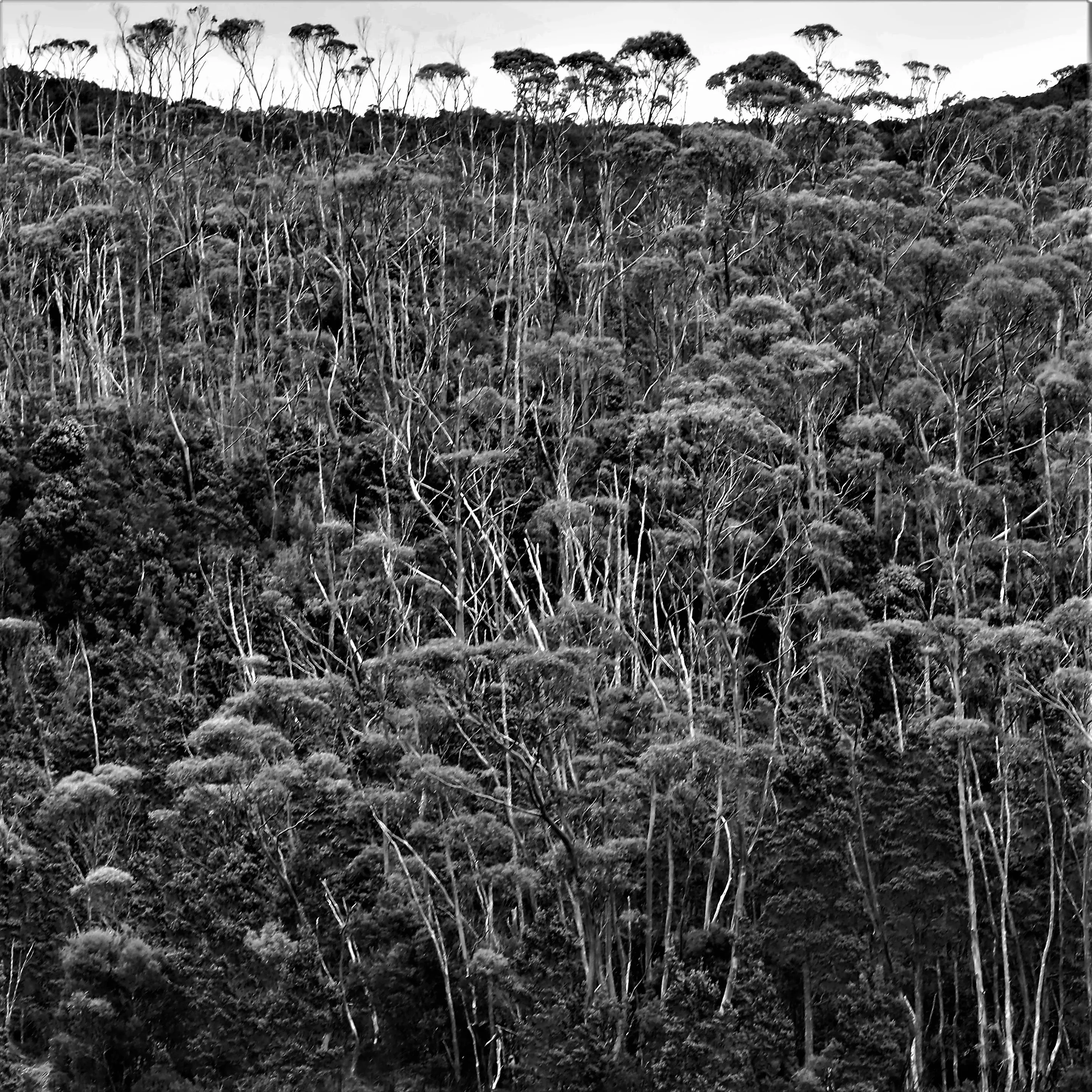 Image35 - Black & White