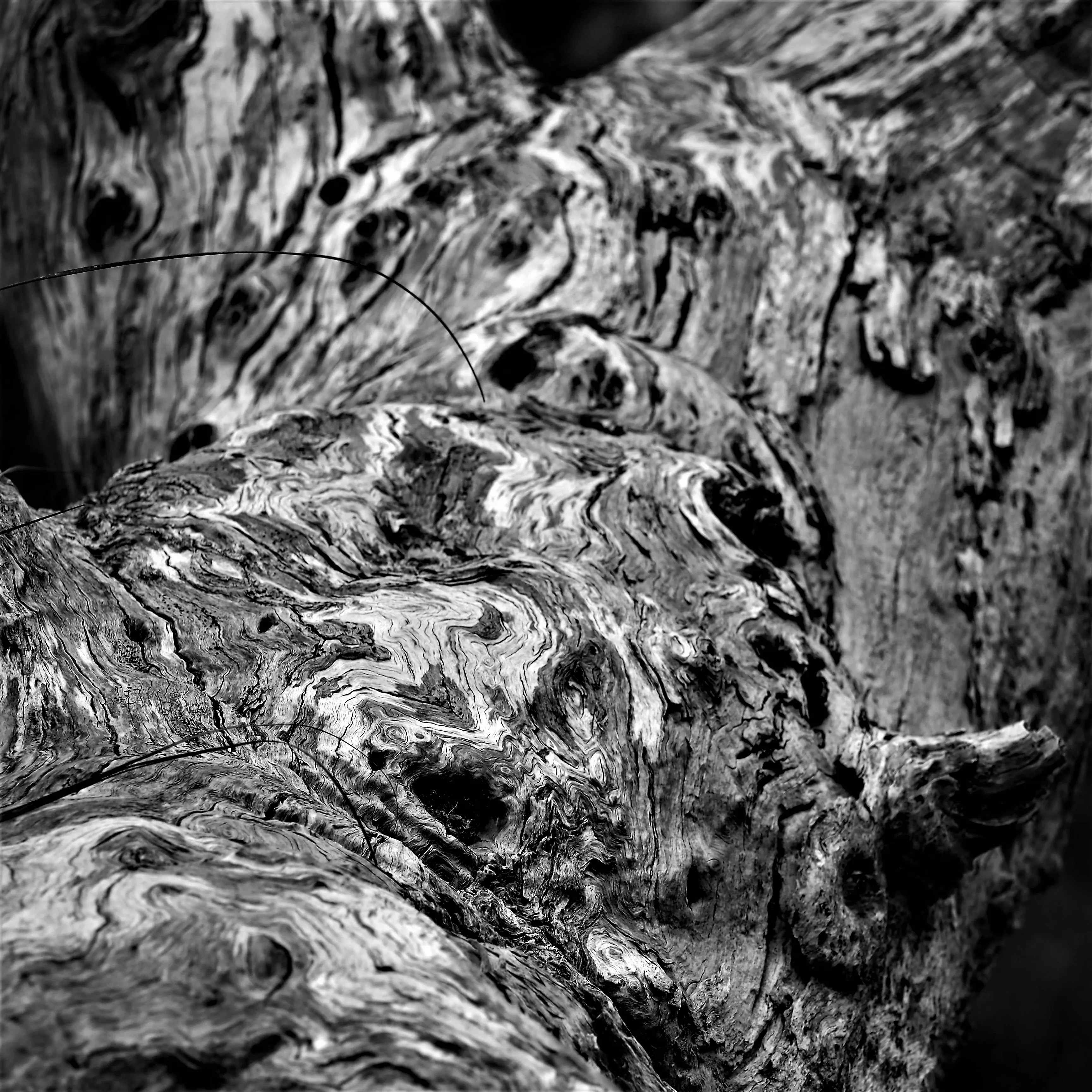 Image37 - Black & White