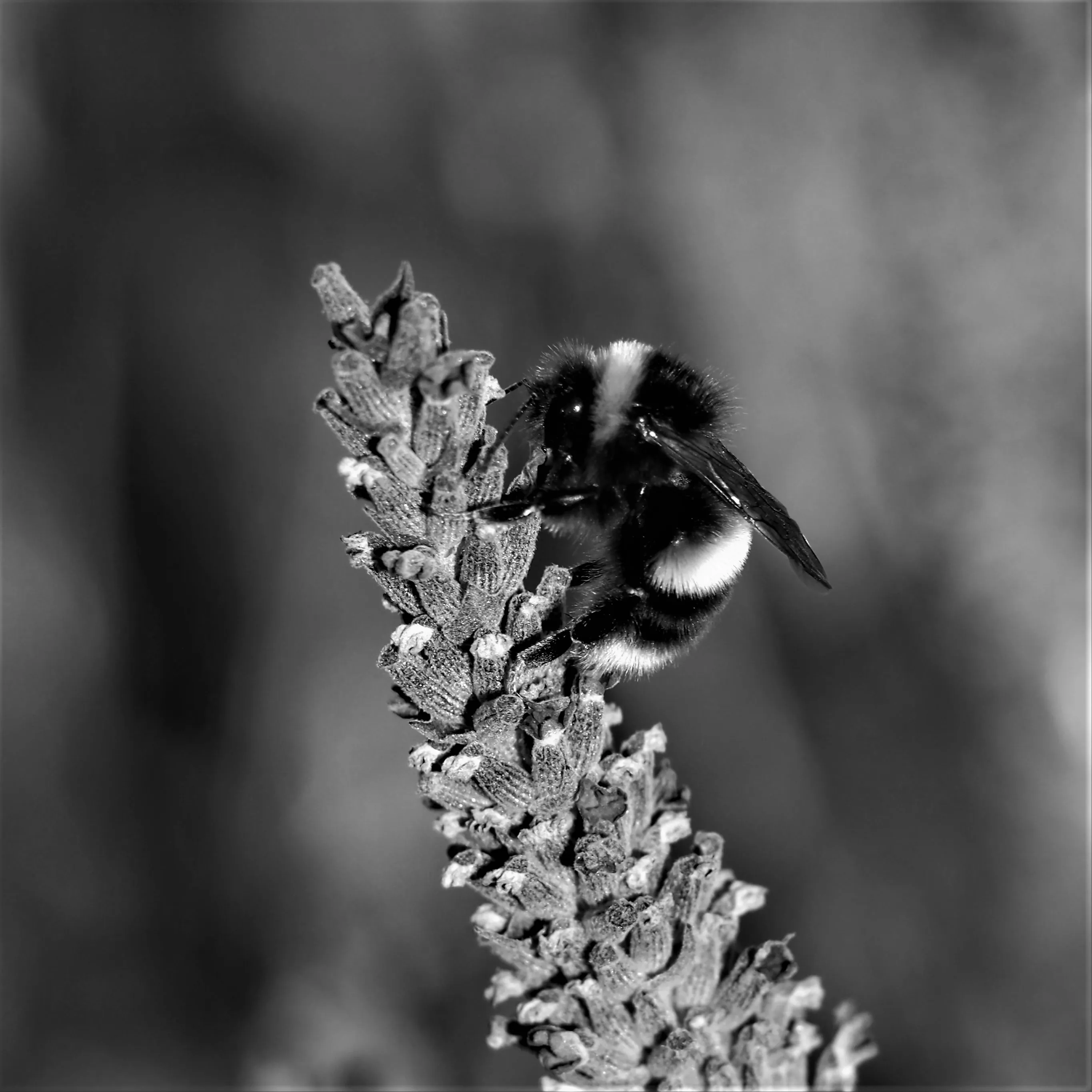 Image39 - Black & White