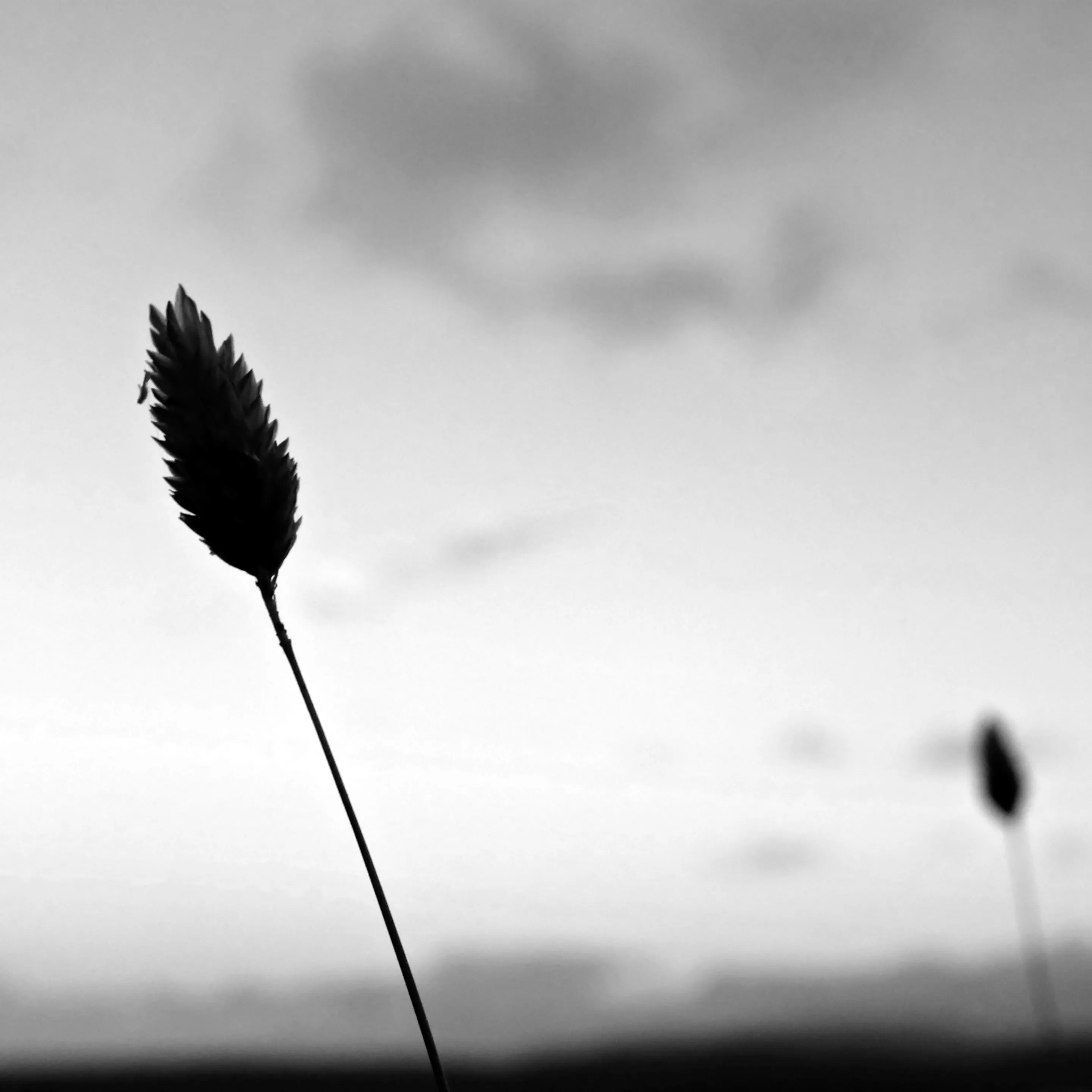 Image4 - Black & White