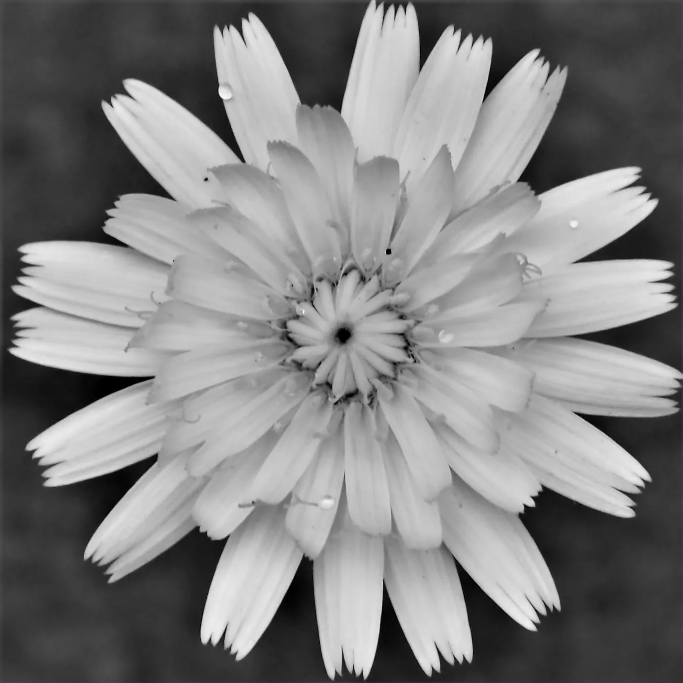 Image40 - Black & White