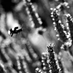 Image 41 - Black & White