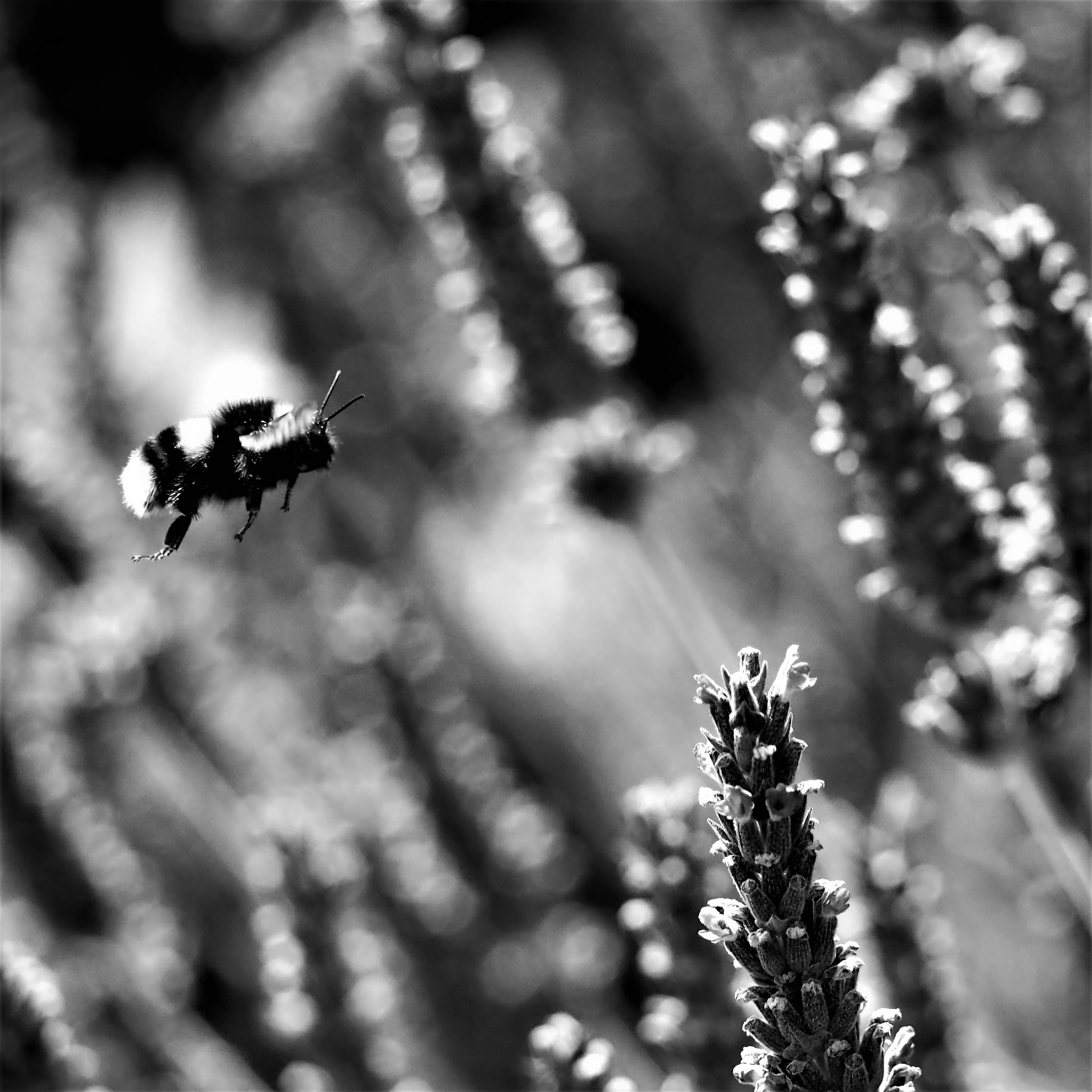Image41 - Black & White