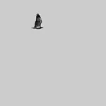 Image 55 - Black & White