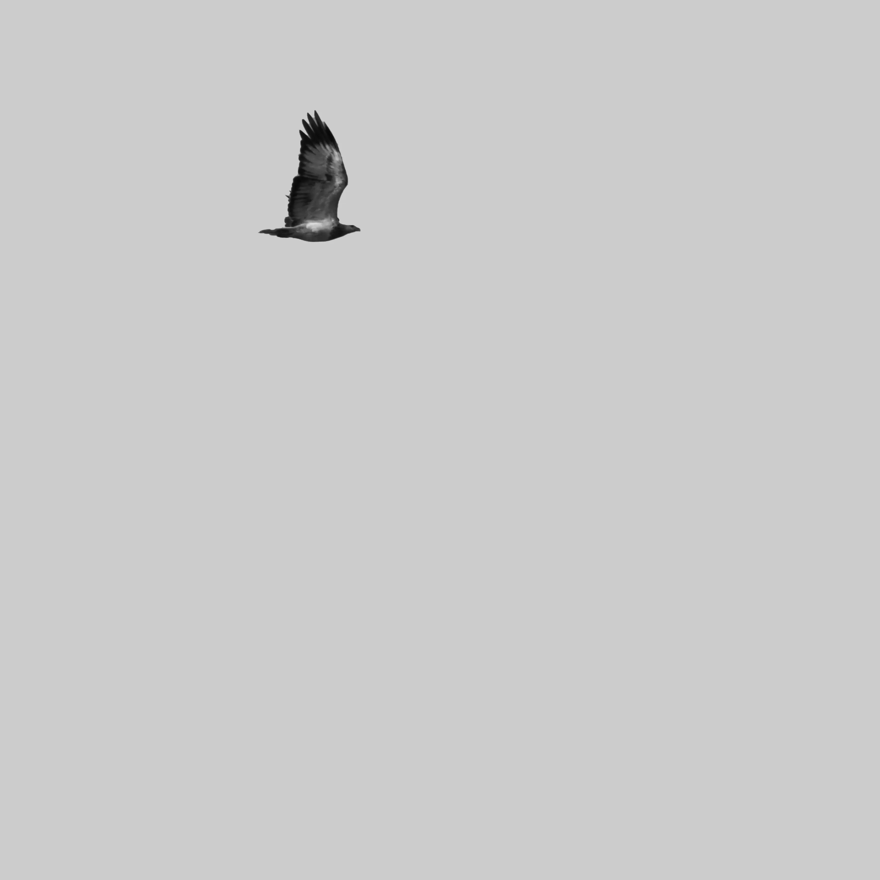 Image55 - Black & White