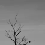 Image 57 - Black & White
