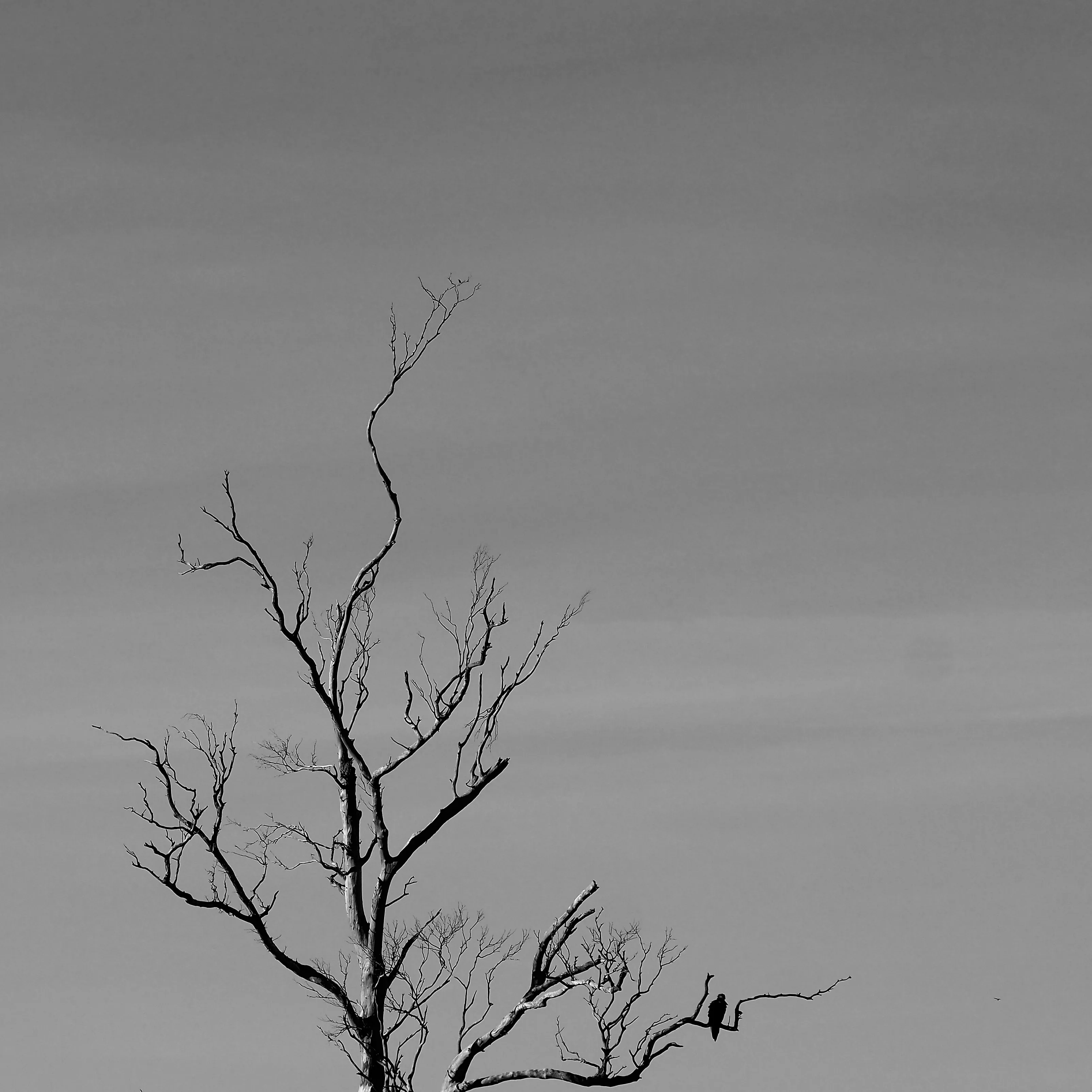 Image57 - Black & White