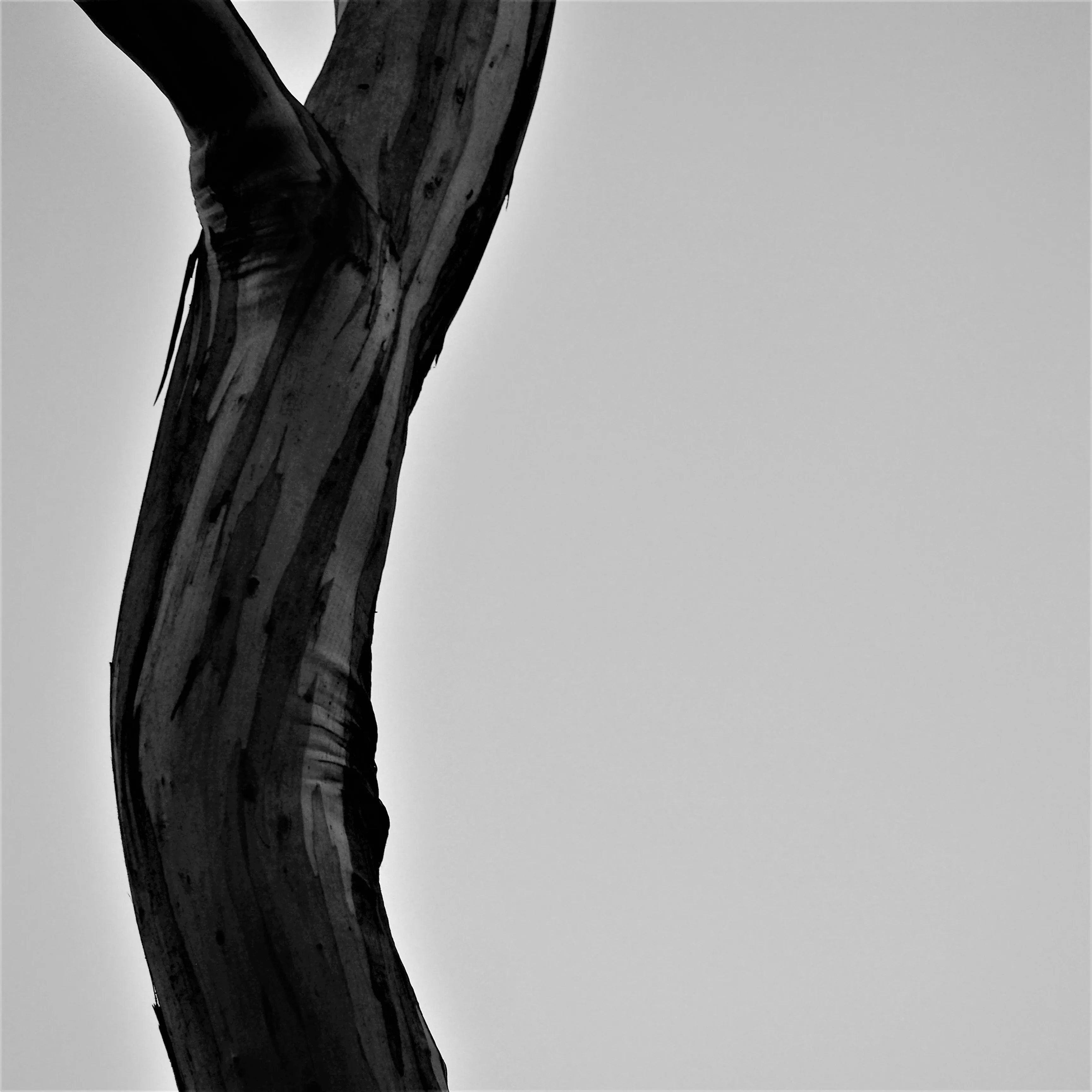 Image65 - Black & White
