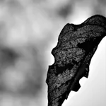 Image 77 - Black & White