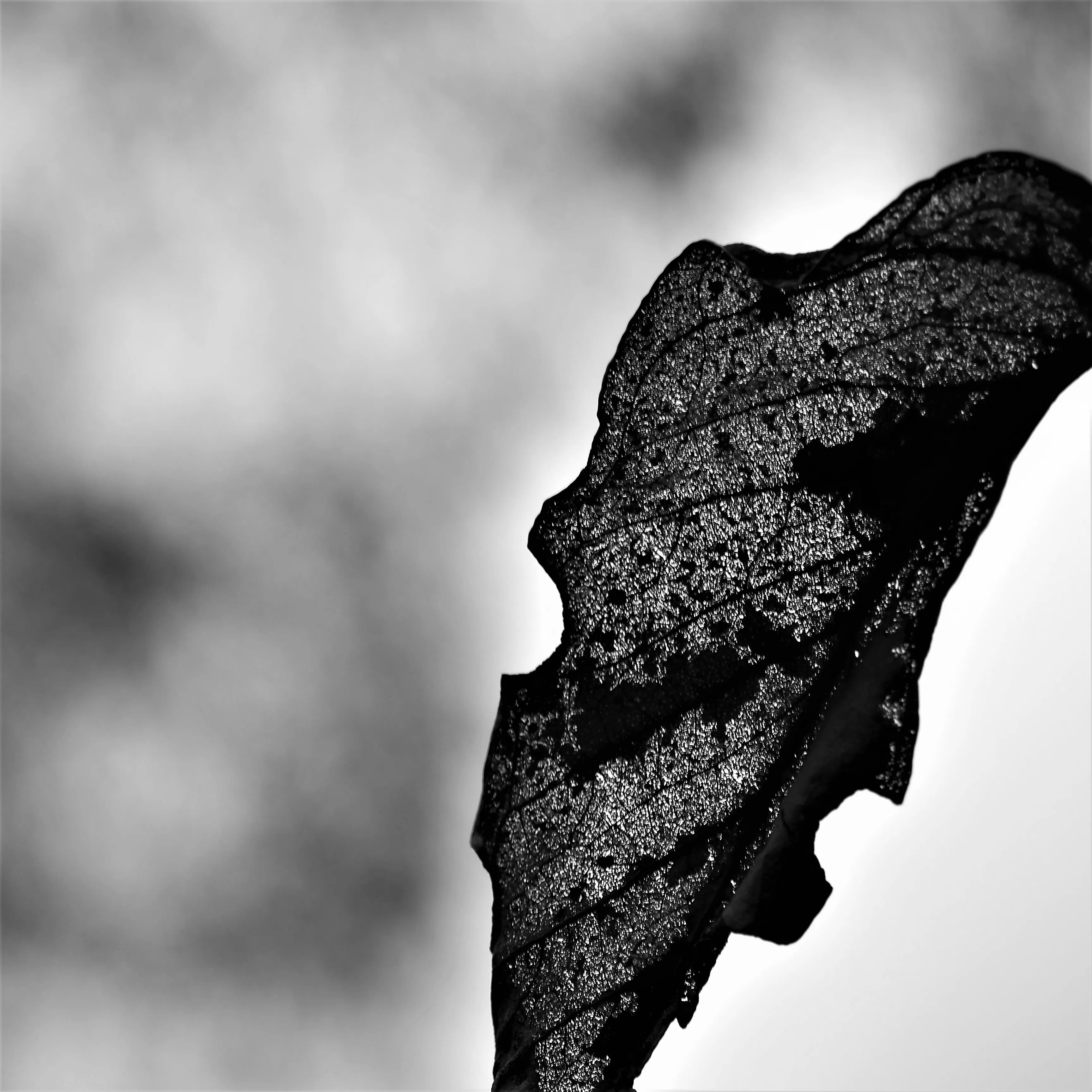 Image77 - Black & White