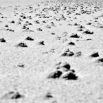 Image 82 - Black & White
