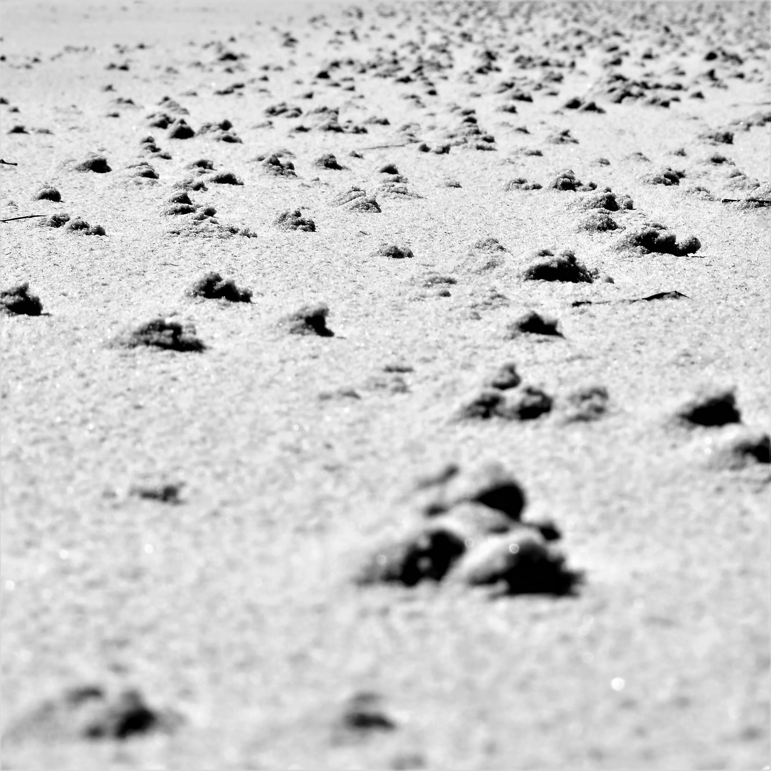 Image82 - Black & White