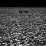 Image 87 - Black & White
