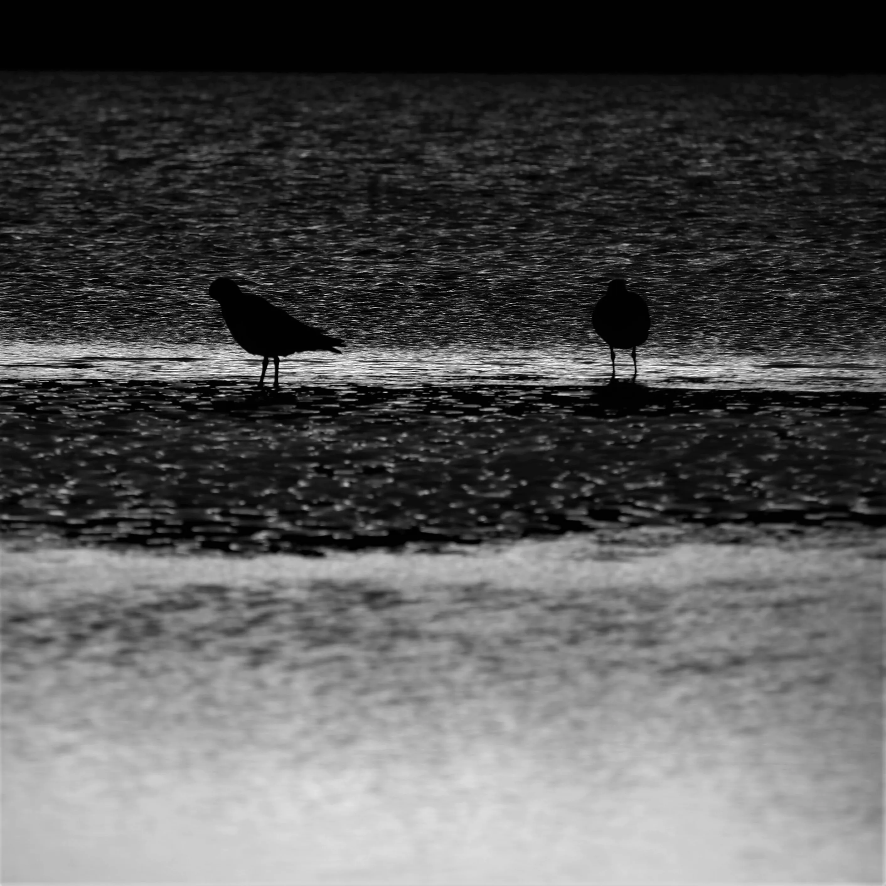 Image88 - Black & White