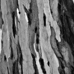 Image 90 - Black & White