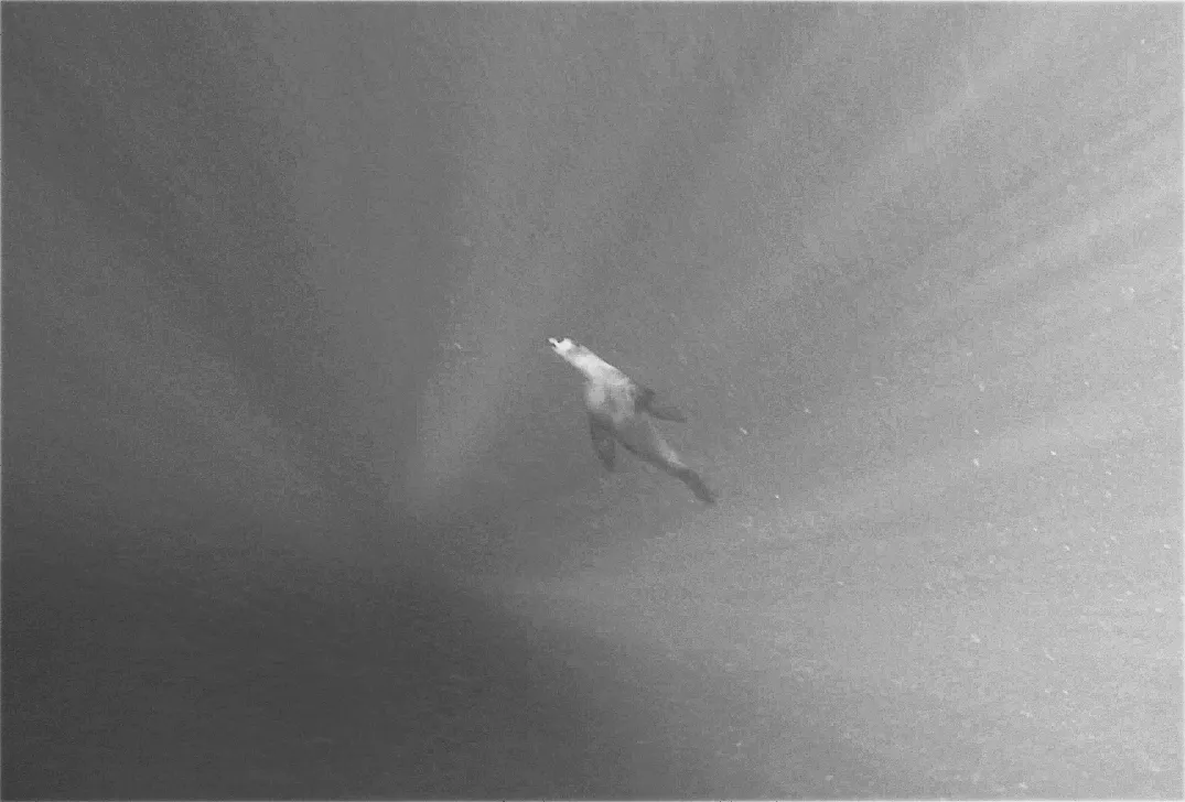 Image96 - Black & White