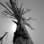 Image 97 - Black & White