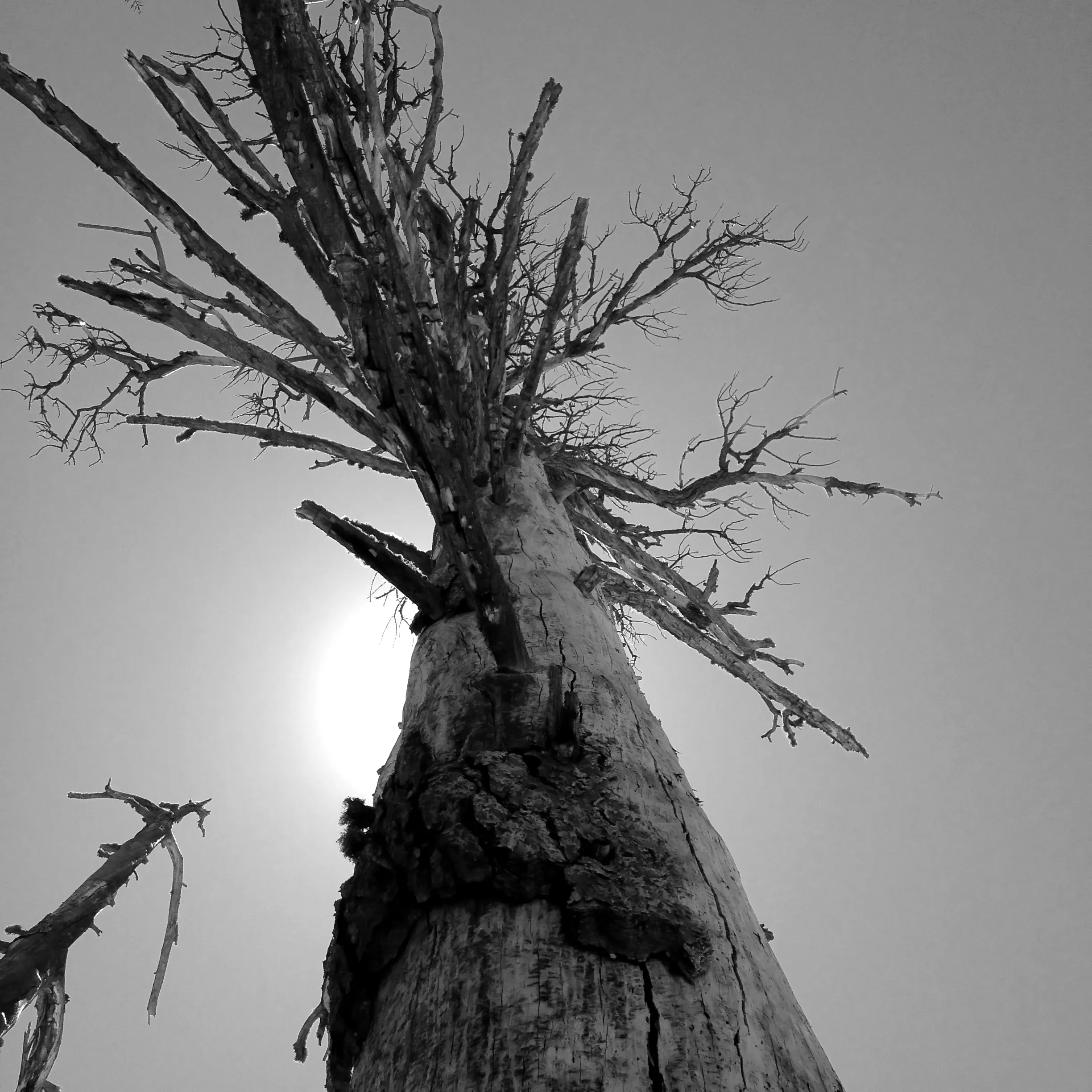 Image97 - Black & White