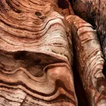 Image 1 - Beauty, Beauty Everywhere