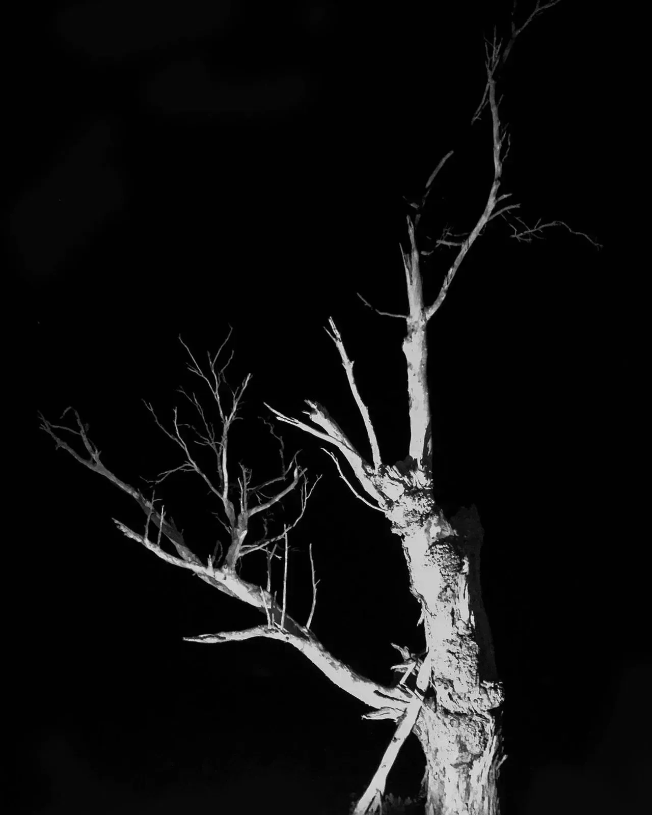 Image 10 - Dead of Night