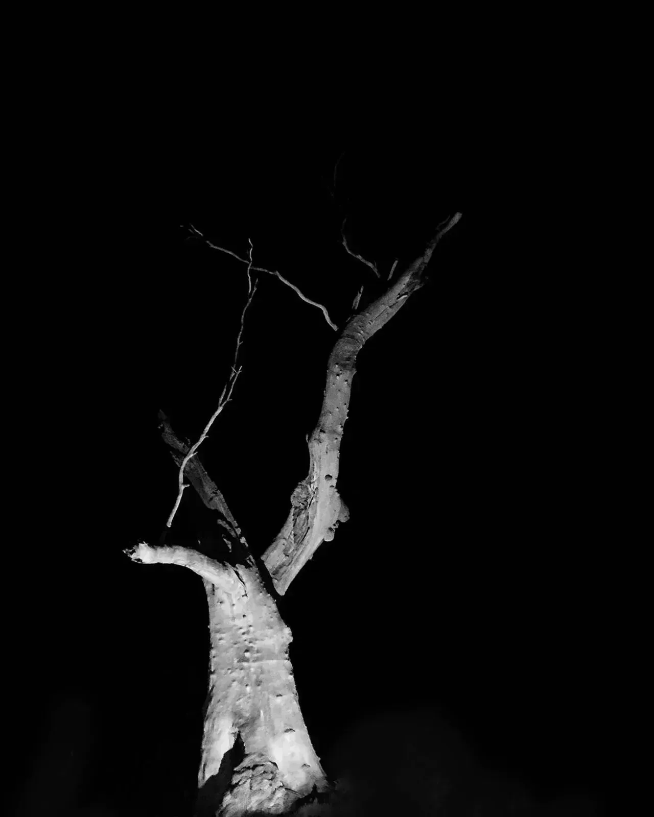 Image 11 - Dead of Night
