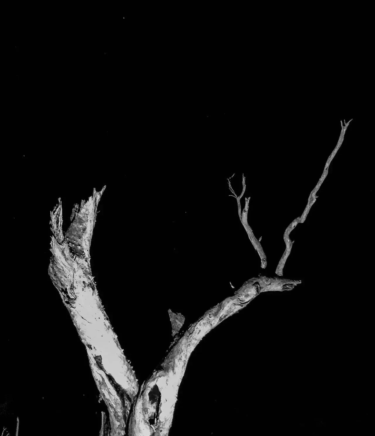 Image 24 - Dead of Night