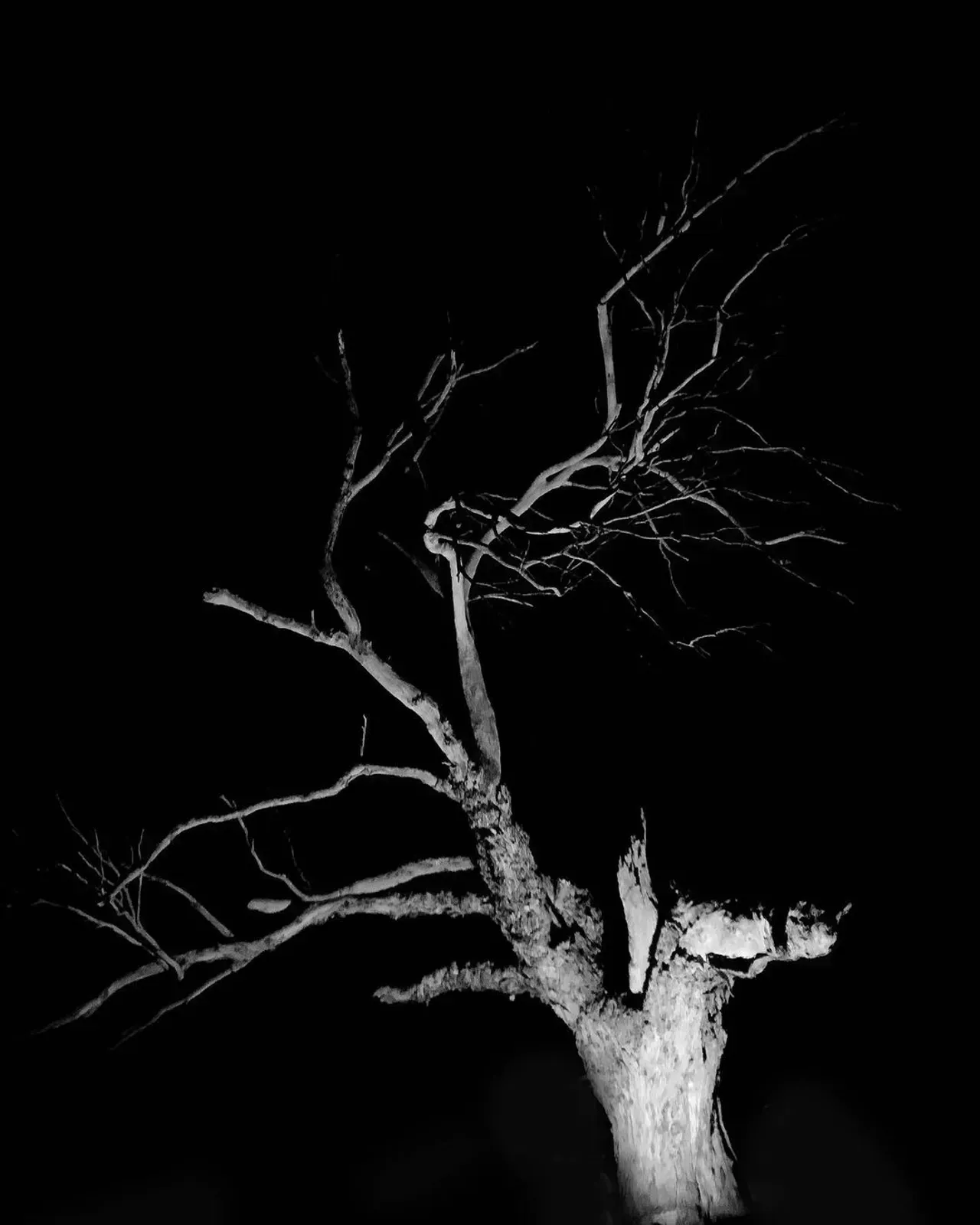 Image 26 - Dead of Night