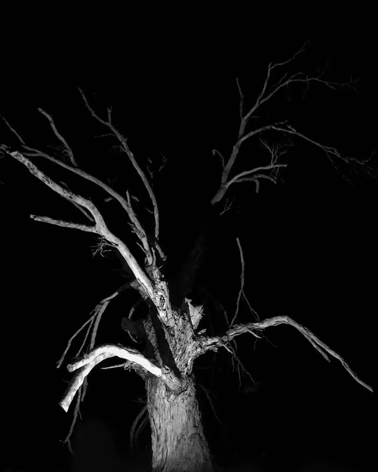 Image 27 - Dead of Night