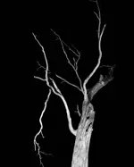 Image 28 - Dead of Night