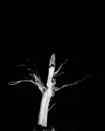 Image 29 - Dead of Night