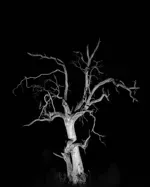Image 32 - Dead of Night
